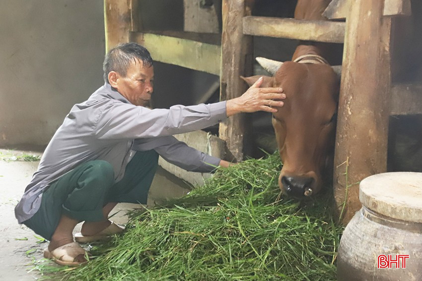 ដោយមានការគាំទ្រចំនួន ១០លានដុង លោក Nguyen Manh Long បានចំណាយប្រាក់បន្ថែមចំនួន ៥លានដុង ដើម្បីជ្រើសរើសកូនគោចិញ្ចឹមសមស្រប។ bqbht_br_mt4.jpg