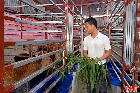 Nuôi “đặc sản” rừng thành công trên vùng biển ngang
