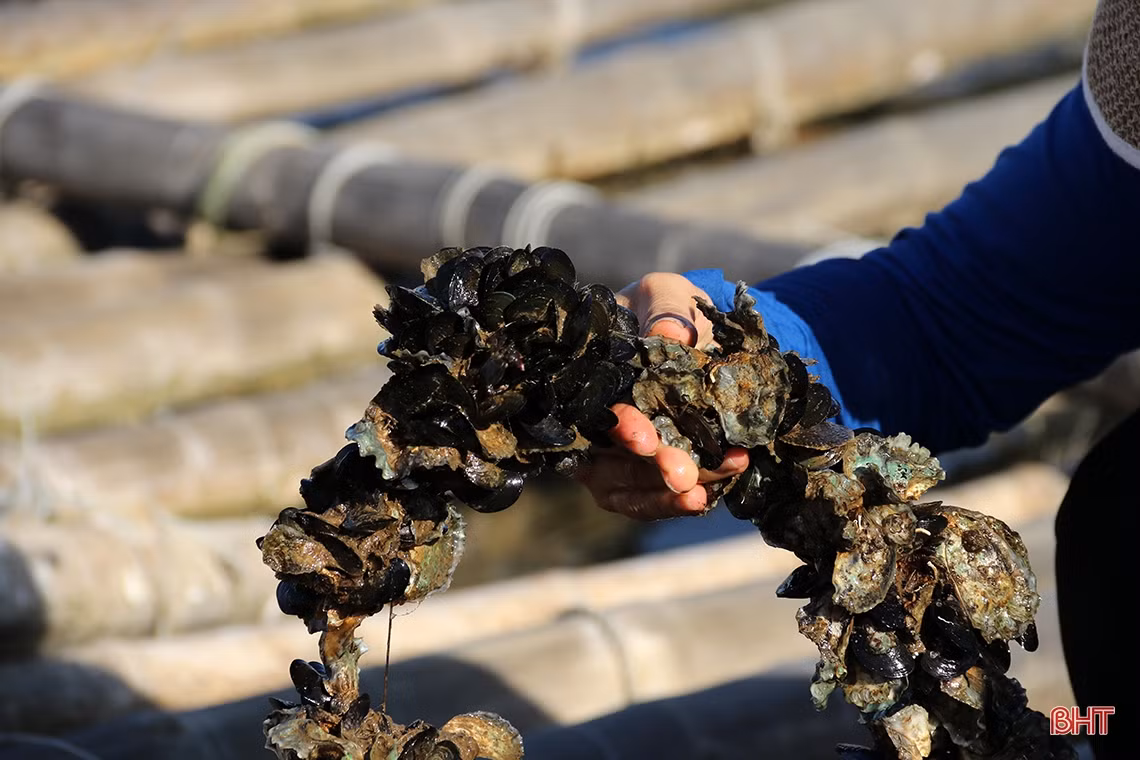 Nuôi “thần dược” trên dây, nông dân TX Kỳ Anh thu hàng chục triệu đồng mỗi vụ