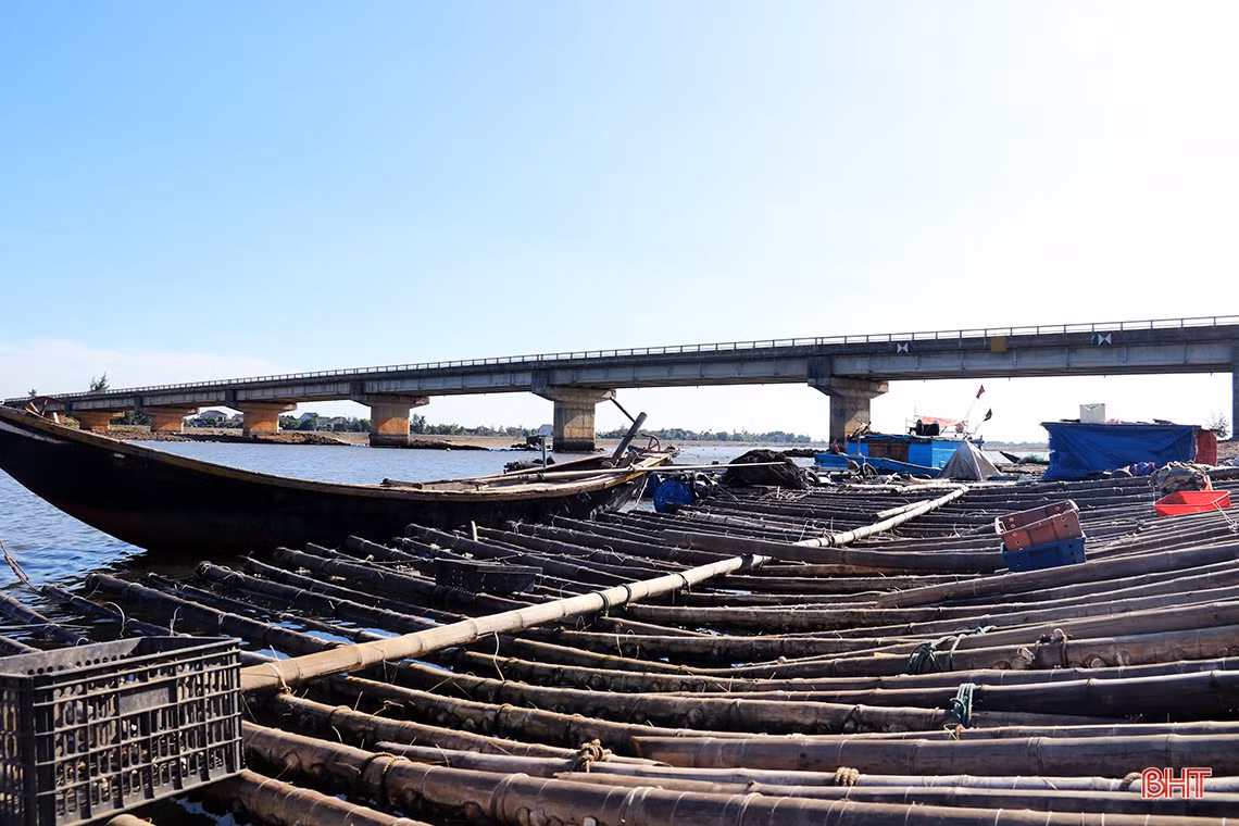 Nuôi “thần dược” trên dây, nông dân TX Kỳ Anh thu hàng chục triệu đồng mỗi vụ