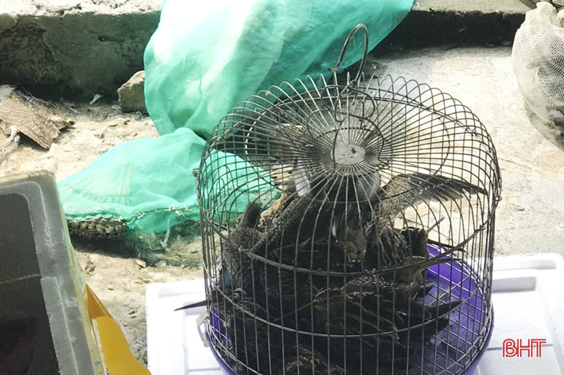 Thu giữ 260 cá thể chim trời tại một cơ sở kinh doanh ăn uống ở Lộc Hà