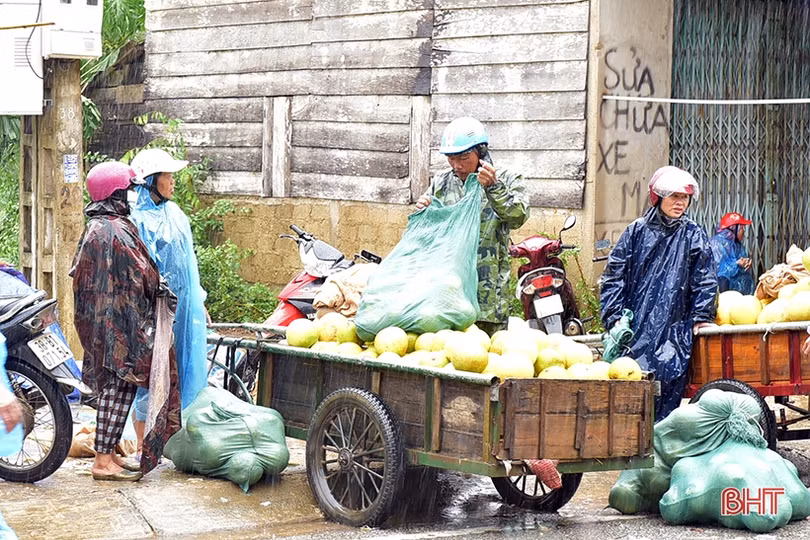Nông dân Hương Khê “đội mưa thu hoạch bưởi Phúc Trạch