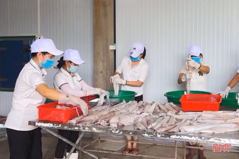 Chế biến thủy sản hải sản ở Lộc Hà đạt giá trị sản xuất khoảng 200 tỷ đồng