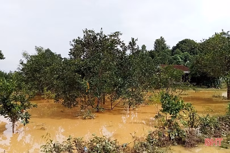 Nông dân Hương Khê “đội mưa thu hoạch bưởi Phúc Trạch