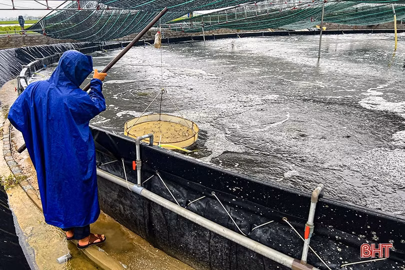 Thời tiết chuyển mùa, người nuôi tôm ở Hà Tĩnh lo phòng chống dịch bệnh