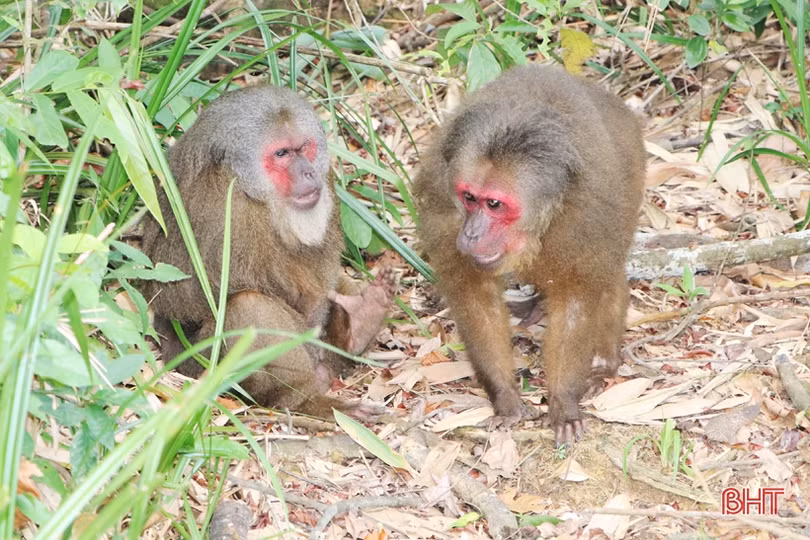 Vườn Quốc gia Vũ Quang tái thả 30 cá thể động vật hoang dã