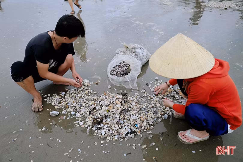 Hàng trăm người dân đổ ra biển Lộc Hà nhặt sò lông dạt bờ sau bão