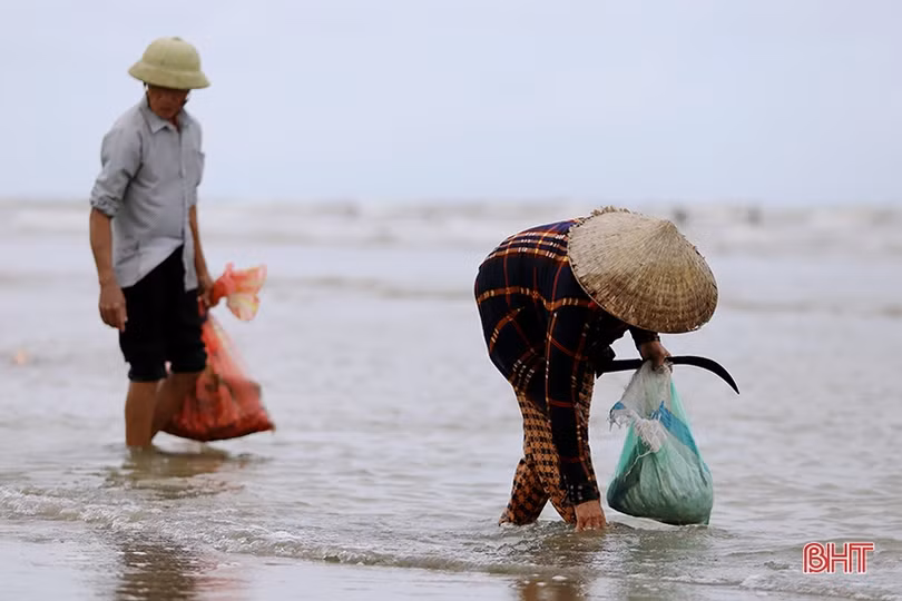 Hàng trăm người dân đổ ra biển Lộc Hà nhặt sò lông dạt bờ sau bão