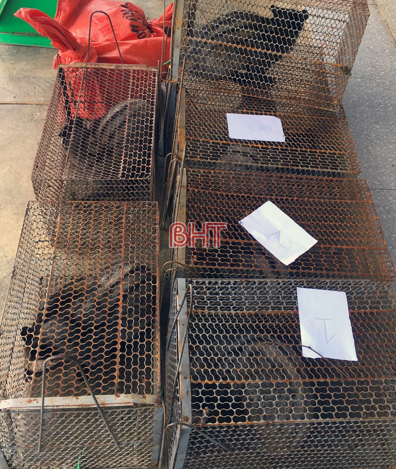 Phát hiện một gia đình ở huyện Kỳ Anh nuôi nhốt trái phép động vật hoang dã