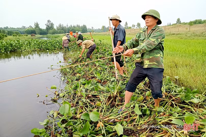 Trục vớt bèo, khơi thông dòng chảy đề phòng mưa lớn xẩy ra ở Nghi Xuân
