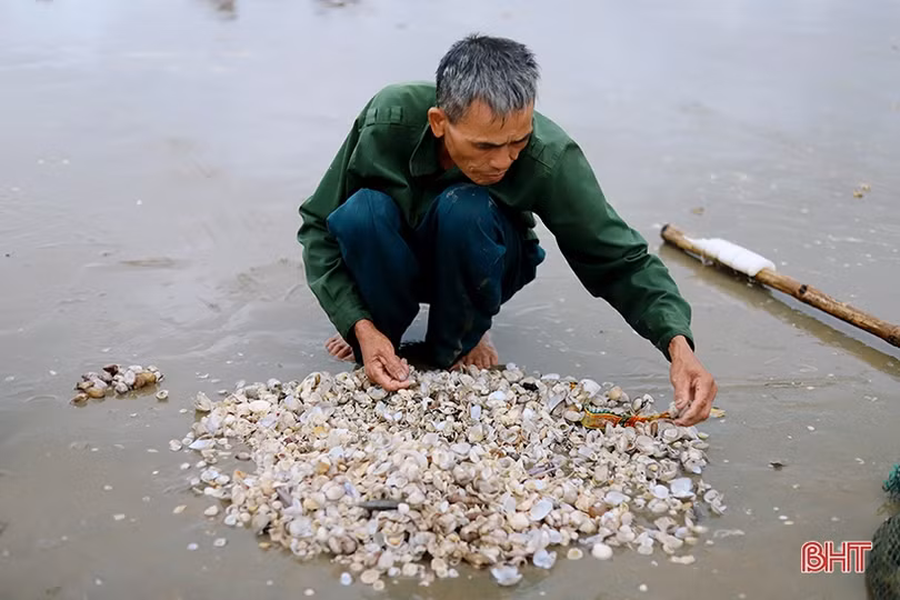 Hàng trăm người dân đổ ra biển Lộc Hà nhặt sò lông dạt bờ sau bão