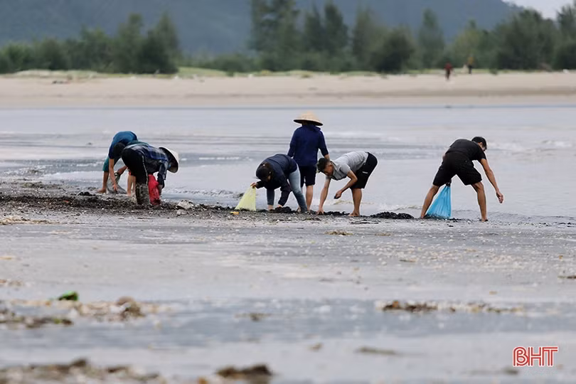 Hàng trăm người dân đổ ra biển Lộc Hà nhặt sò lông dạt bờ sau bão