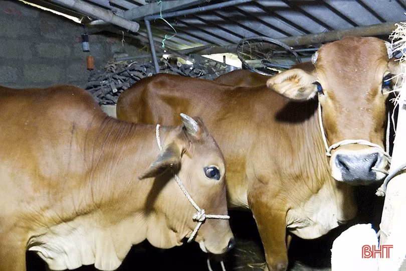 Nước sông tiếp tục dâng, các xã ngoài đê huyện Đức Thọ bị chia cắt