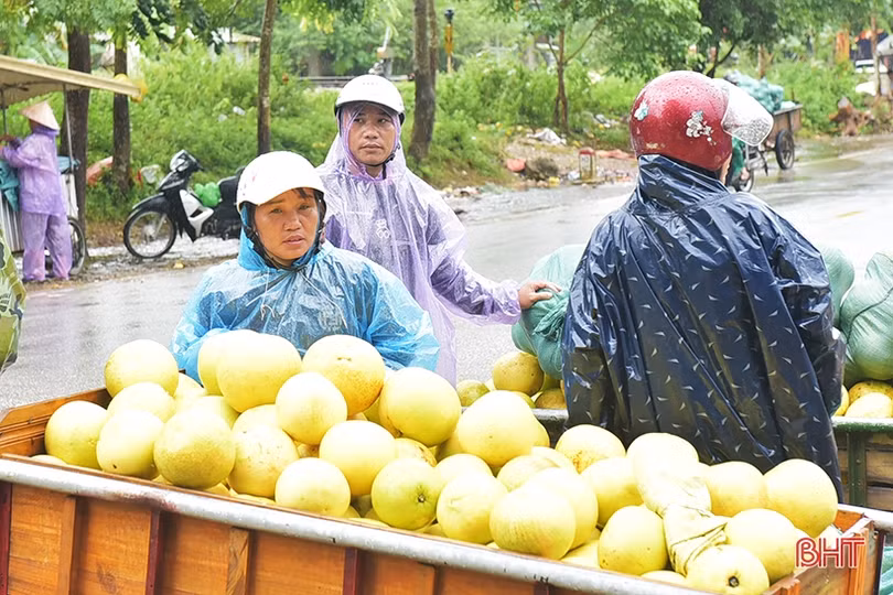 Nông dân Hương Khê “đội mưa thu hoạch bưởi Phúc Trạch