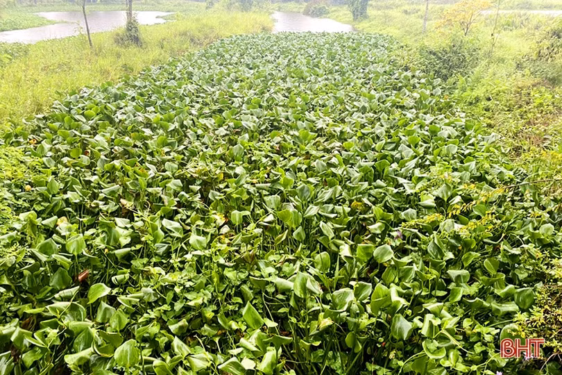 Trục vớt bèo, khơi thông dòng chảy đề phòng mưa lớn xẩy ra ở Nghi Xuân