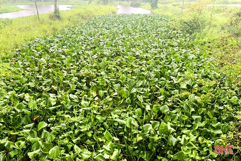 Trục vớt bèo, khơi thông dòng chảy đề phòng mưa lớn xẩy ra ở Nghi Xuân