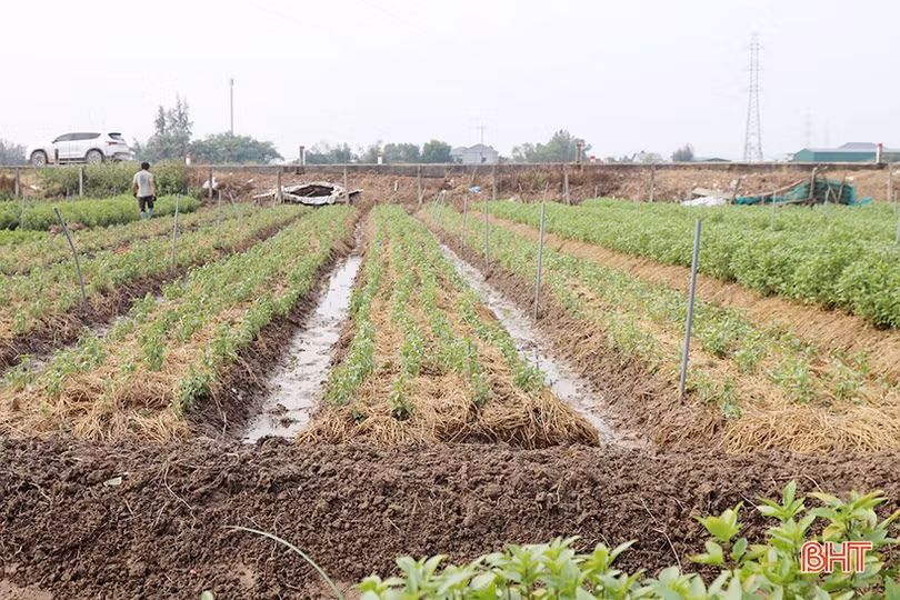 Nông dân Hà Tĩnh tất bật bảo vệ rau màu trước dự báo mưa lớn