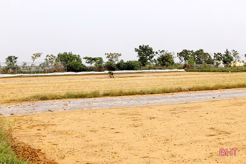 Nông dân Hà Tĩnh tất bật bảo vệ rau màu trước dự báo mưa lớn