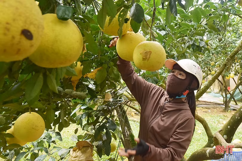 Nông dân Hương Khê “đội mưa thu hoạch bưởi Phúc Trạch