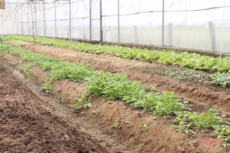 Nông dân Hà Tĩnh tất bật bảo vệ rau màu trước dự báo mưa lớn