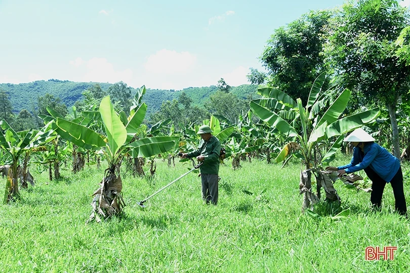 Cựu binh làm kinh tế giỏi, dám nghĩ, dám làm