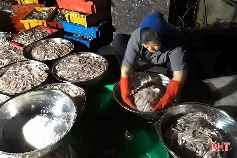 Chế biến thủy sản hải sản ở Lộc Hà đạt giá trị sản xuất khoảng 200 tỷ đồng