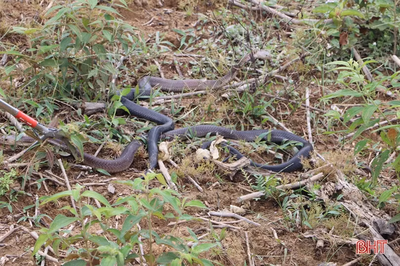 Vườn Quốc gia Vũ Quang tái thả 30 cá thể động vật hoang dã