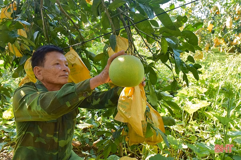 Người cao tuổi: “gốc vững, cây bền”