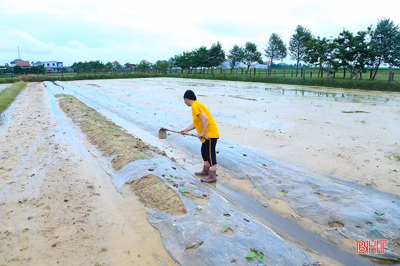 Sau mưa, nông dân Hà Tĩnh ra đồng làm đất, chăm sóc cây trồng