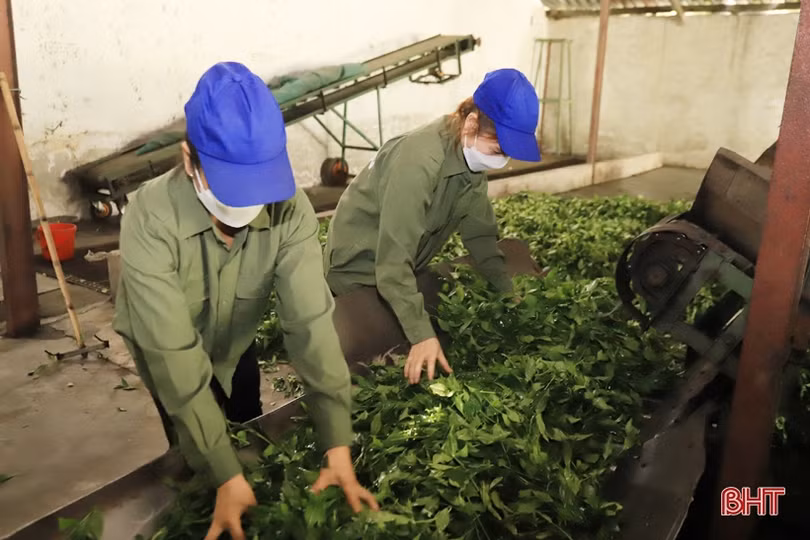 Hành trình chè Tây Sơn đến với thương hiệu sản phẩm công nghiệp nông thôn tiêu biểu