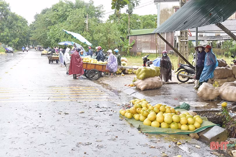 Nông dân Hương Khê “đội mưa thu hoạch bưởi Phúc Trạch