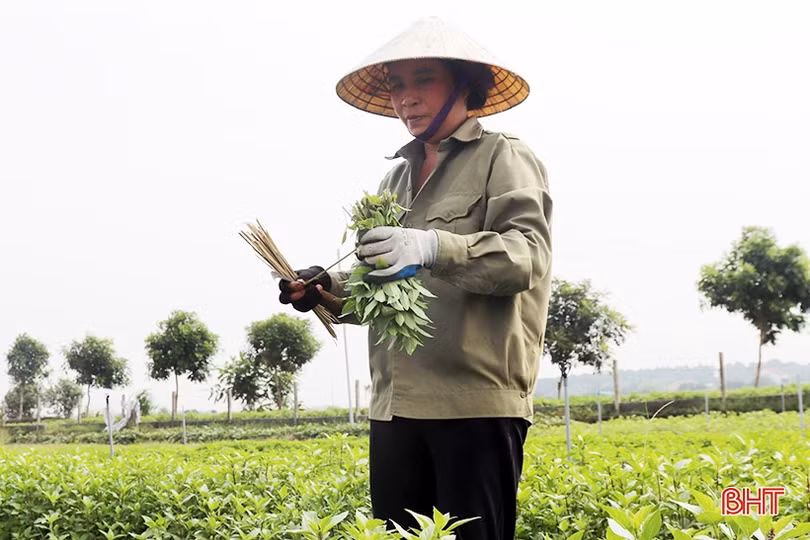 Nông dân Hà Tĩnh tất bật bảo vệ rau màu trước dự báo mưa lớn