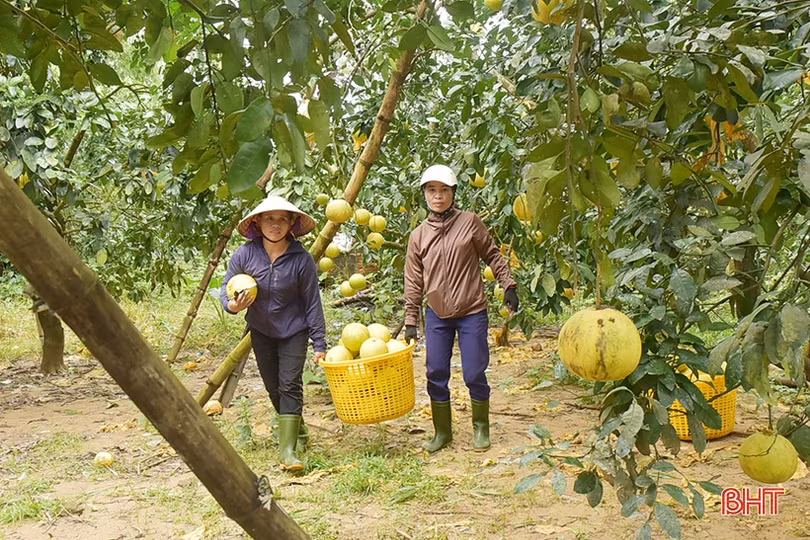 Nông dân Hương Khê “đội mưa thu hoạch bưởi Phúc Trạch