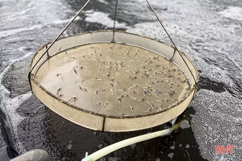 Thời tiết chuyển mùa, người nuôi tôm ở Hà Tĩnh lo phòng chống dịch bệnh