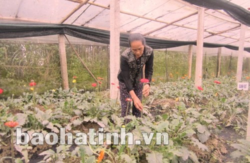 Vườn hoa của bà Nguyễn Thị Định (xóm Xuân Sơn) cho thu nhập khá ổn định. Vườn hoa của bà Nguyễn Thị Định (xóm Xuân Sơn) cho thu nhập khá ổn định.