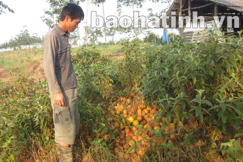 Cam rụng hàng loạt, phải gom đi đổ thành đống khiến người dân hết sức xót xa, lo lắng