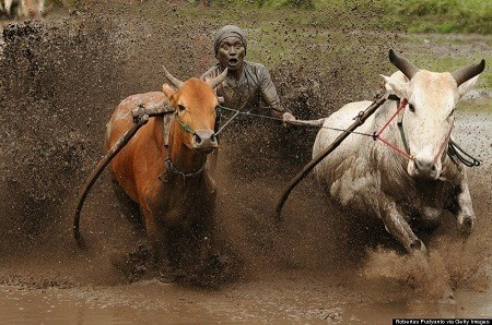 Ngày 12/10: Pacu Jawi - cuộc đua bò truyền thống được tổ chức thường niên ở thành phố Batusangkar, Indonesia.