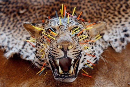 Ngày 30/4: Một xác báo đang được nhồi bông bên trong một cửa hiệu ở thị trấn Sakvice, Séc.