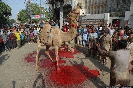 Ngày 17/10: Giết mổ gia súc ngay trên đường phố Pakistan nhân dịp lễ Eid al-Adha hay còn gọi là lễ hiến tế.