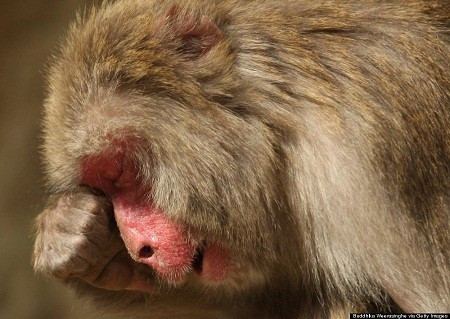 Ngày 17/3: Một con khỉ Nhật Bản đang khóc vì bị sốt.