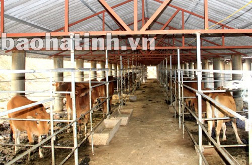 Trang trại chăn nuôi bò quy mô 55 con của HTX Tân Thành