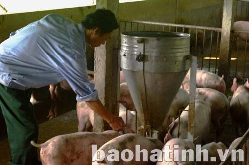 Người chăn nuôi cần chú trọng công tác tiêm vắc-xin phòng bệnh để đàn gia súc phát triển an toàn