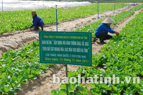 Dự án trồng rau - củ - quả trên đất cát hoang hóa, bạc màu tại xã Thạch Văn (Thạch Hà) do Tổng Công ty KS&TM Hà Tĩnh làm chủ đầu tư mở hướng đi mới cho người dân ven biển. Ảnh: Xuân Hòa