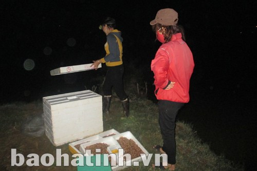 Các nhà buôn đến mua rươi ngay tại ruộng