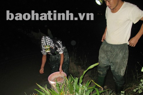 Nhà nhà đi bắt rươi, người người đi bắt rươi