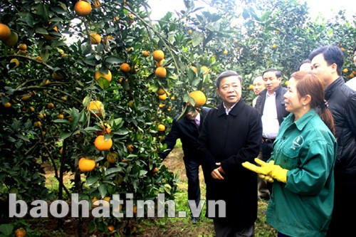 Chủ tịch UBND tỉnh Võ Kim Cự cùng đoàn kiểm tra mô hình trang trại trồng cây ăn quả của gia đình chị Phan Thị Hiền, xóm An Hùng, xã Thượng Lộc, quy mô 2,5ha cho thu nhập 1 tỷ đồng/năm