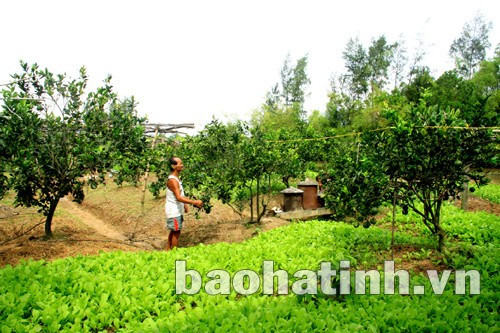 Vườn mẫu thôn Tân An - Cẩm Bình (Cẩm Xuyên) cho thu nhập bình quân 30-80 triệu đồng/vườn