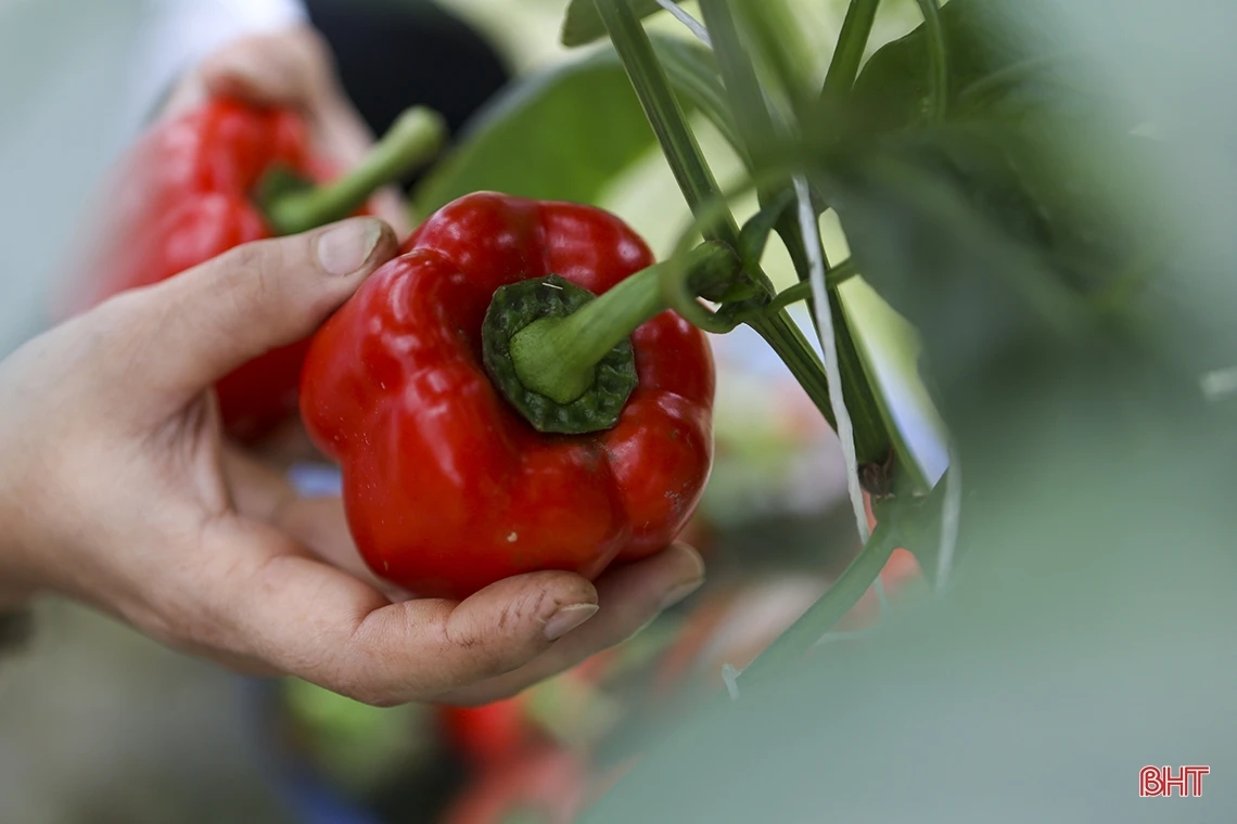 “Mướt mắt” vườn ớt chuông Hà Lan và Israel trong nhà màng ở Hà Tĩnh
