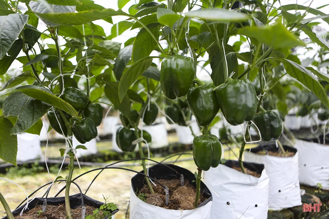“Mướt mắt” vườn ớt chuông Hà Lan và Israel trong nhà màng ở Hà Tĩnh
