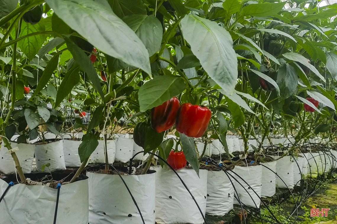 “Mướt mắt” vườn ớt chuông Hà Lan và Israel trong nhà màng ở Hà Tĩnh